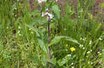 Eastern gray beardstongue